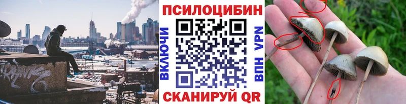 Купить где  Кизилюрт  Галлюциногенные грибы Cubensis 